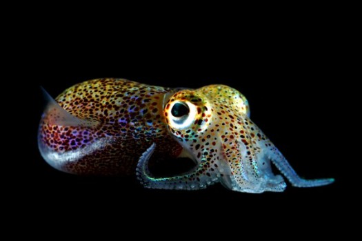 squid-bobtail